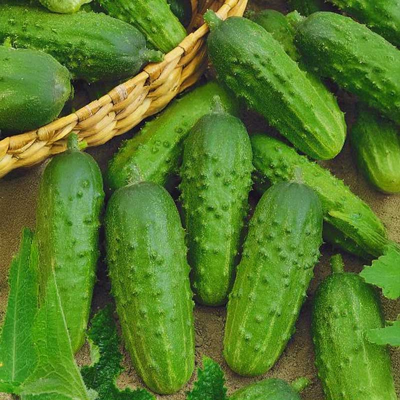 Outdoor Cucumber 'Julian' F1