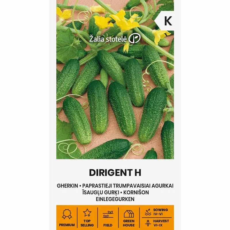 Outdoor Cucumber 'Dirigent' F1