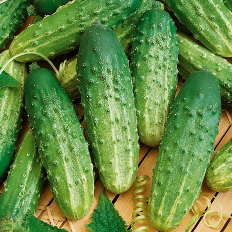 Outdoor Cucumber 'Rodniciok natur' F1
