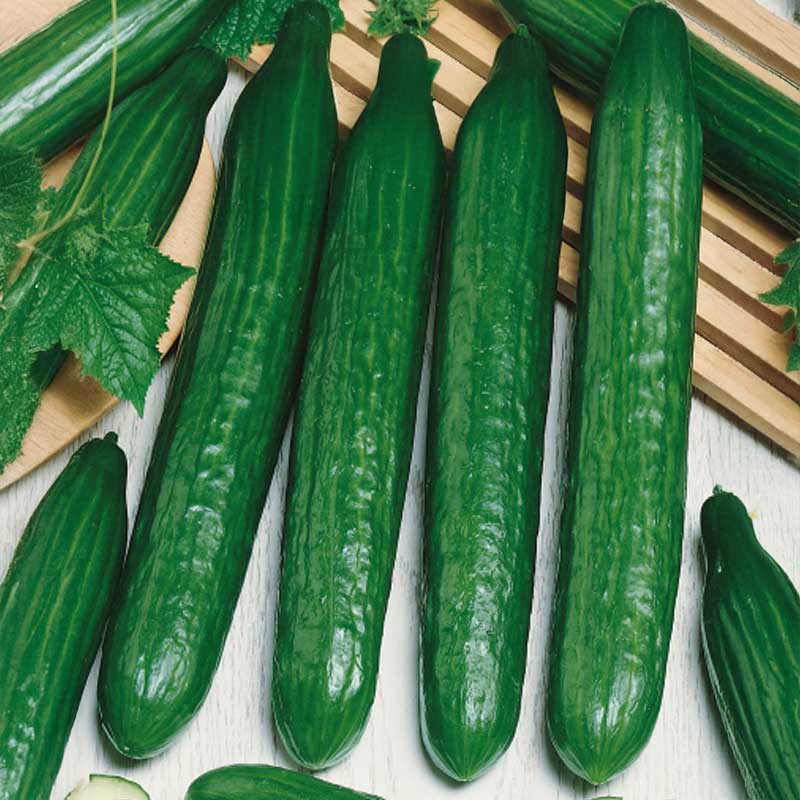 Cucumber 'Superstar' h