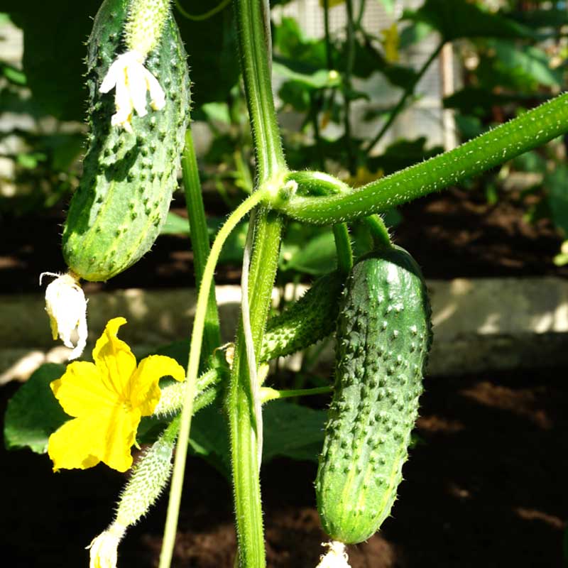 Outdoor Cucumber 'Dafne' F1