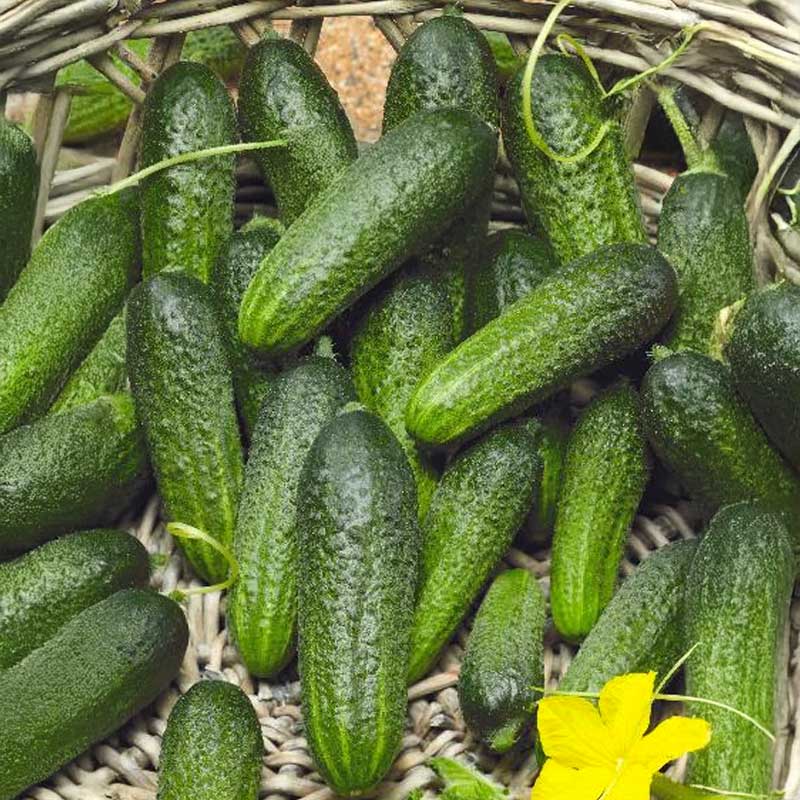 Outdoor Cucumber 'Elisabet' F1