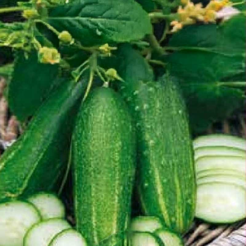 Greenhouse Cucumber 'Delikatess'