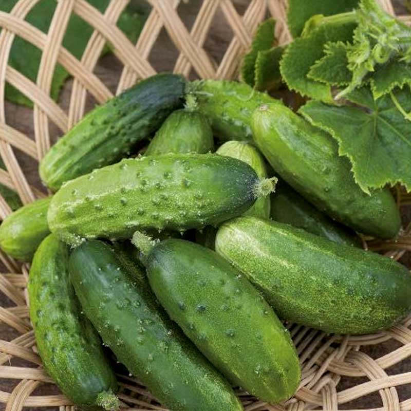 Cucumber 'Krak' F1