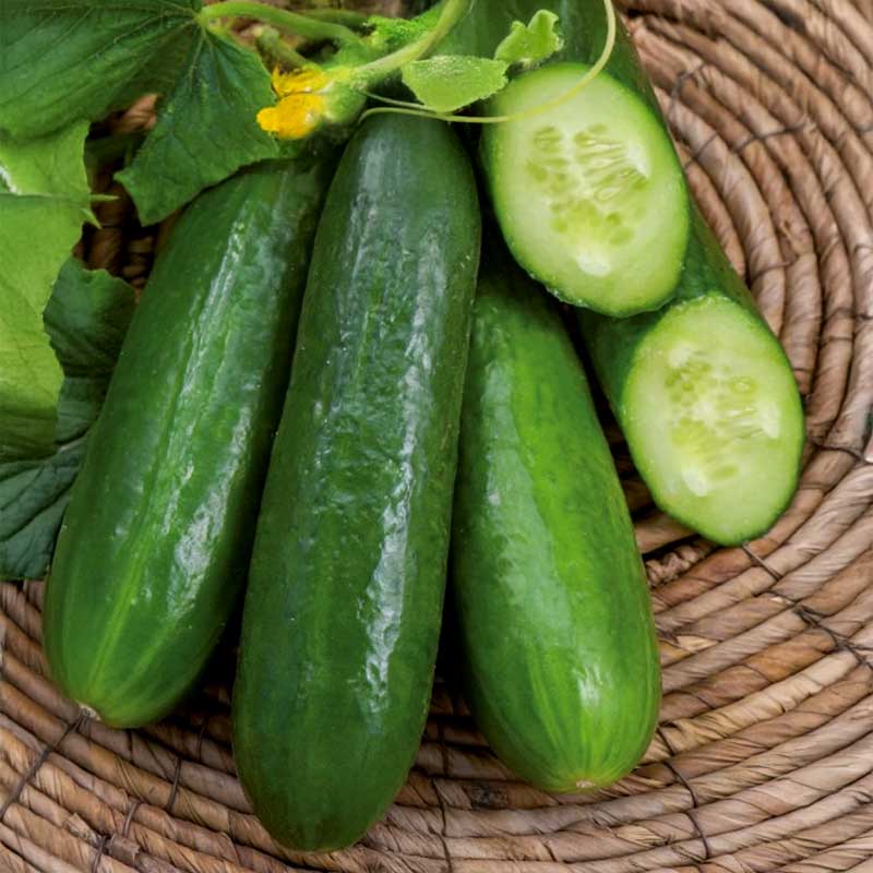 Cucumber 'Beth Alpha'