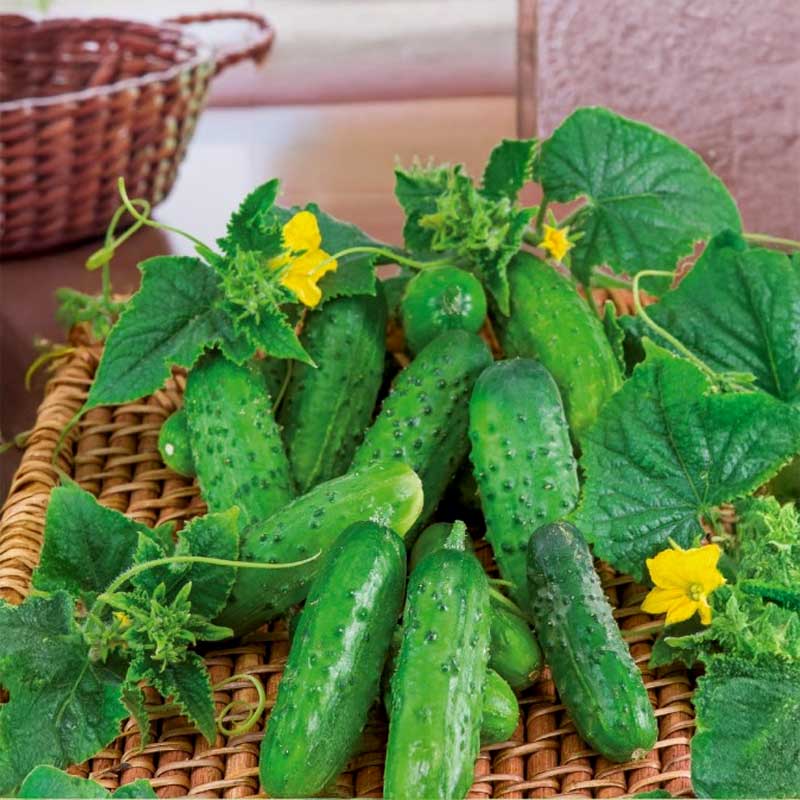 Cucumber 'Cornichon de Paris'