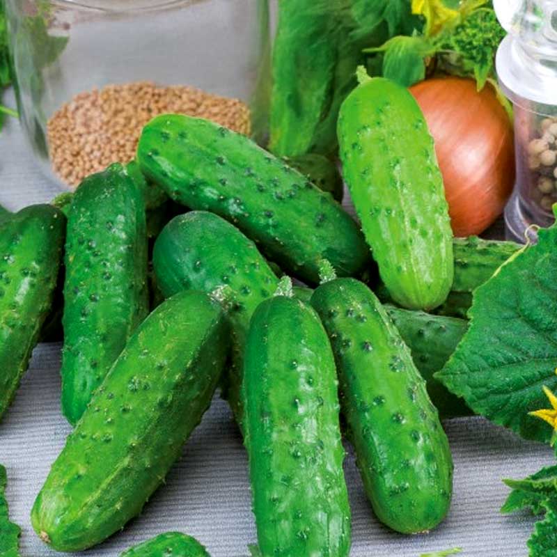 Cucumber 'Fin de Meaux'