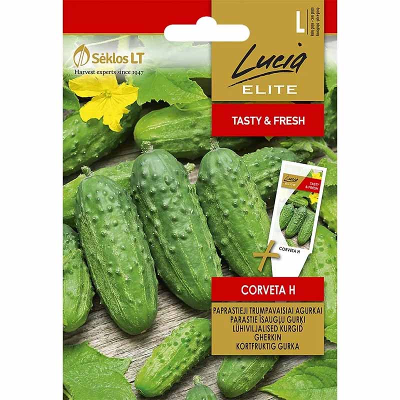 Outdoor Cucumber 'Corveta' F1