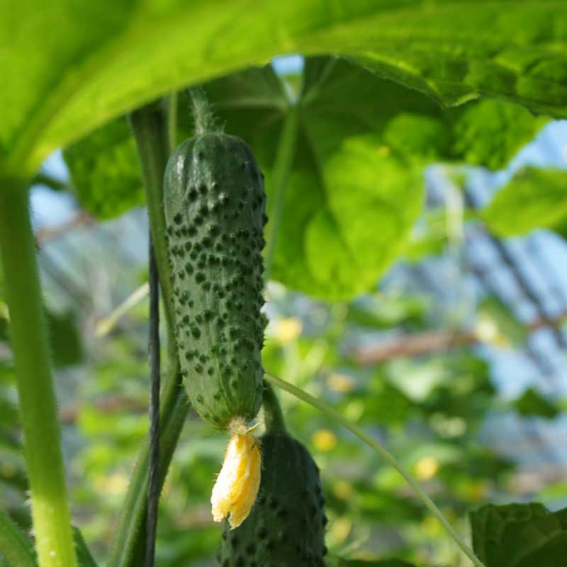 Outdoor Cucumber 'Cantara' F1