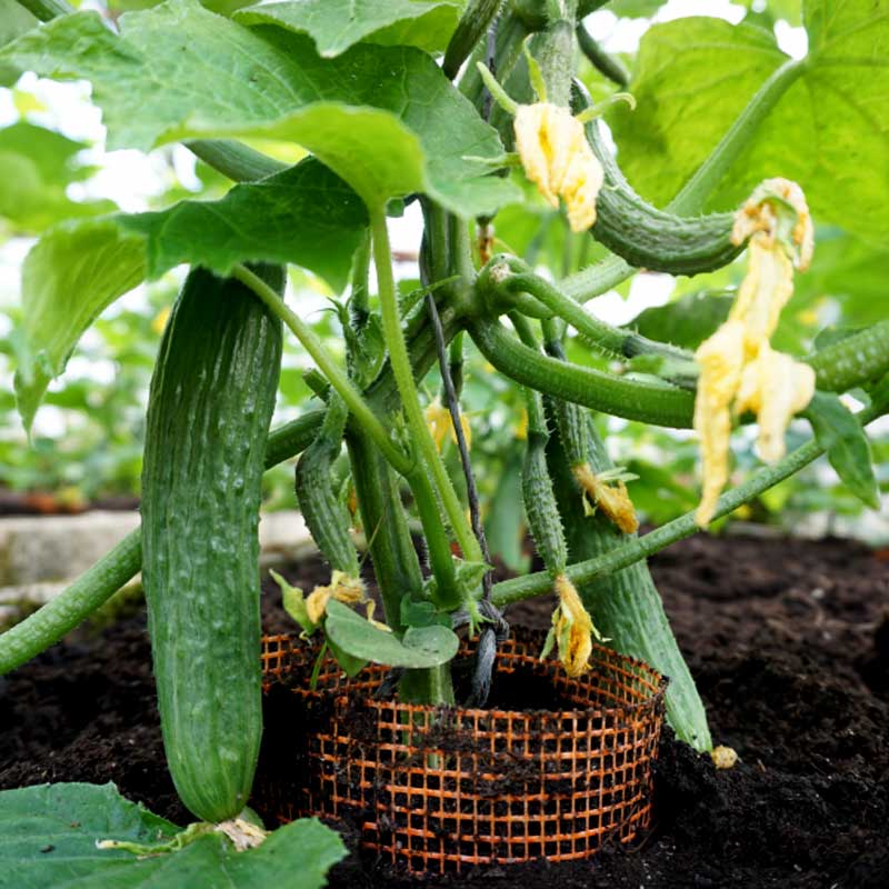 Cucumber 'Formule' h