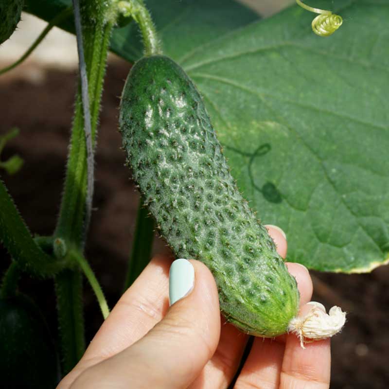 Cucumber 'Liszt' F1