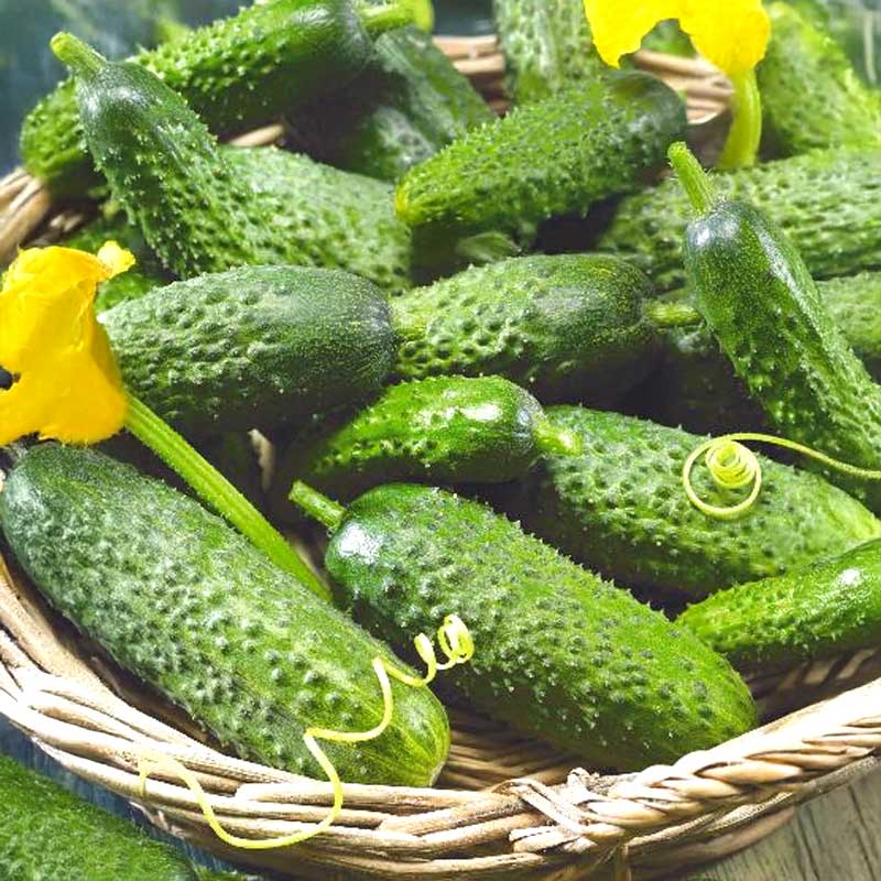 Outdoor Cucumber 'Mirabelle' F1