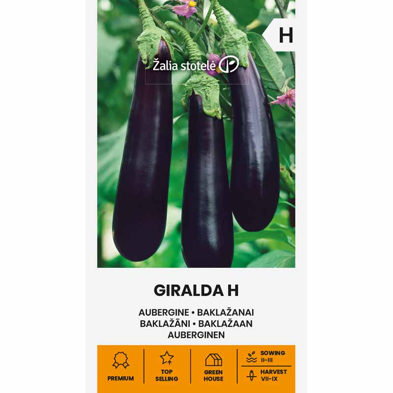 Eggplant 'Giralda' H