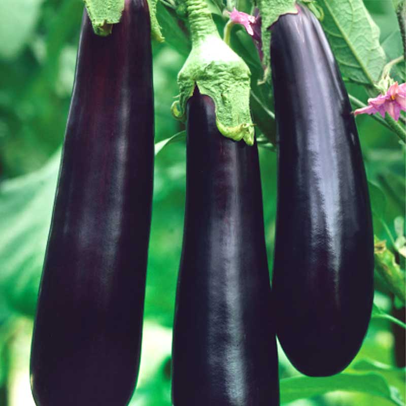Eggplant 'Giralda' H