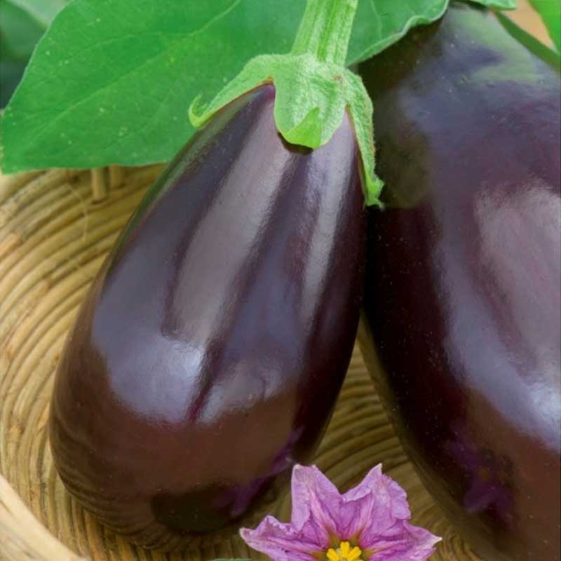 Eggplant 'Black beuty'