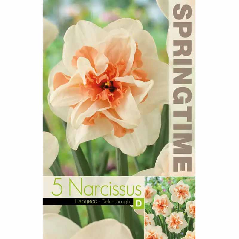 Daffodil 'Delnashaugh'