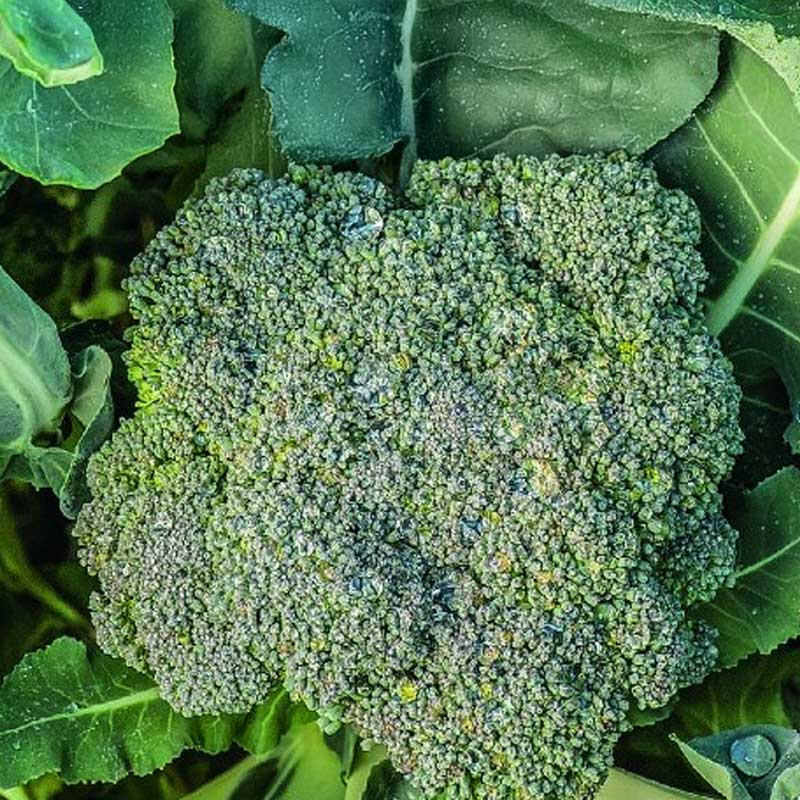 Broccoli 'Calabrese natalino'