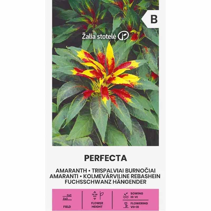 Amaranth 'Perfecta'