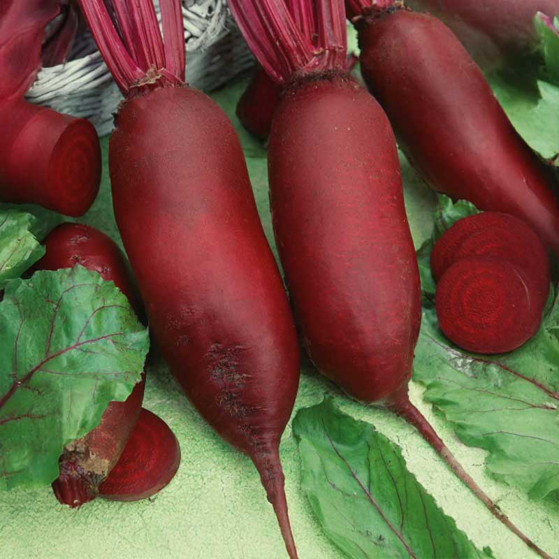Beetroot 'Rywal'