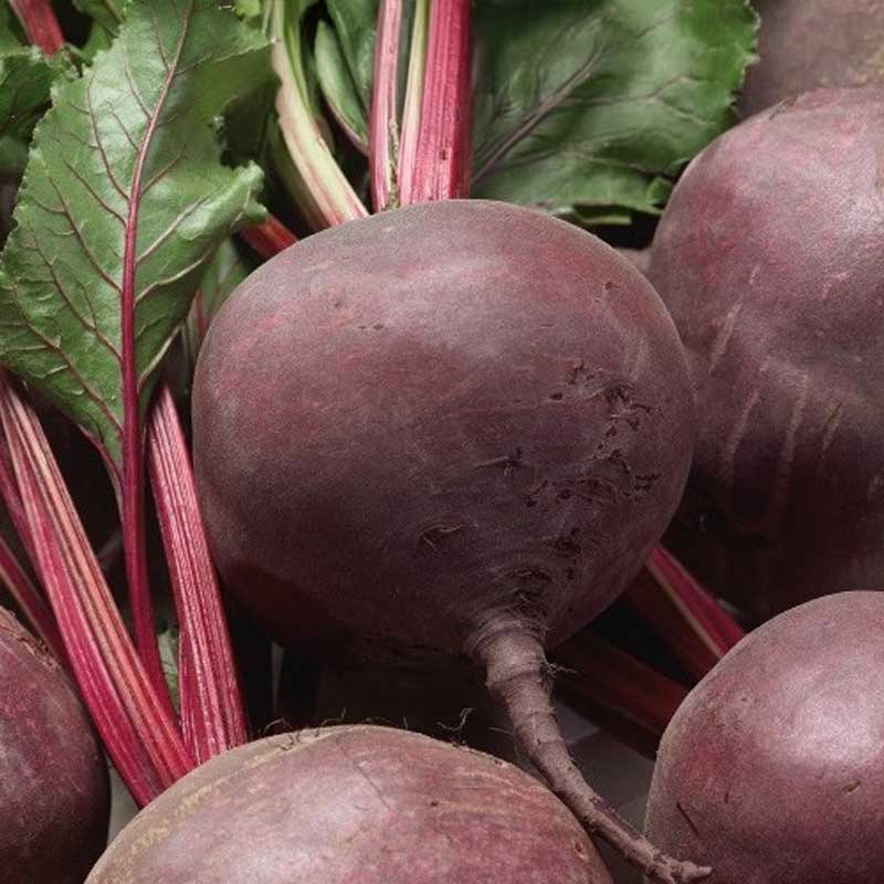 Beetroot 'Monika'