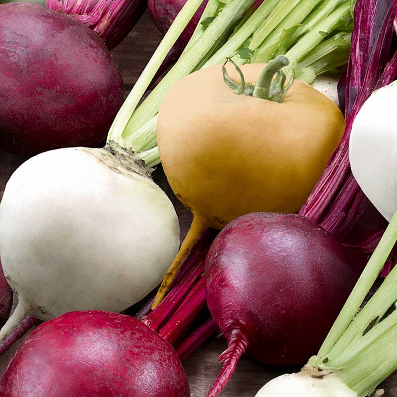 Beet Mix 'Albina Vereduna, Burpees Golden, Bona'