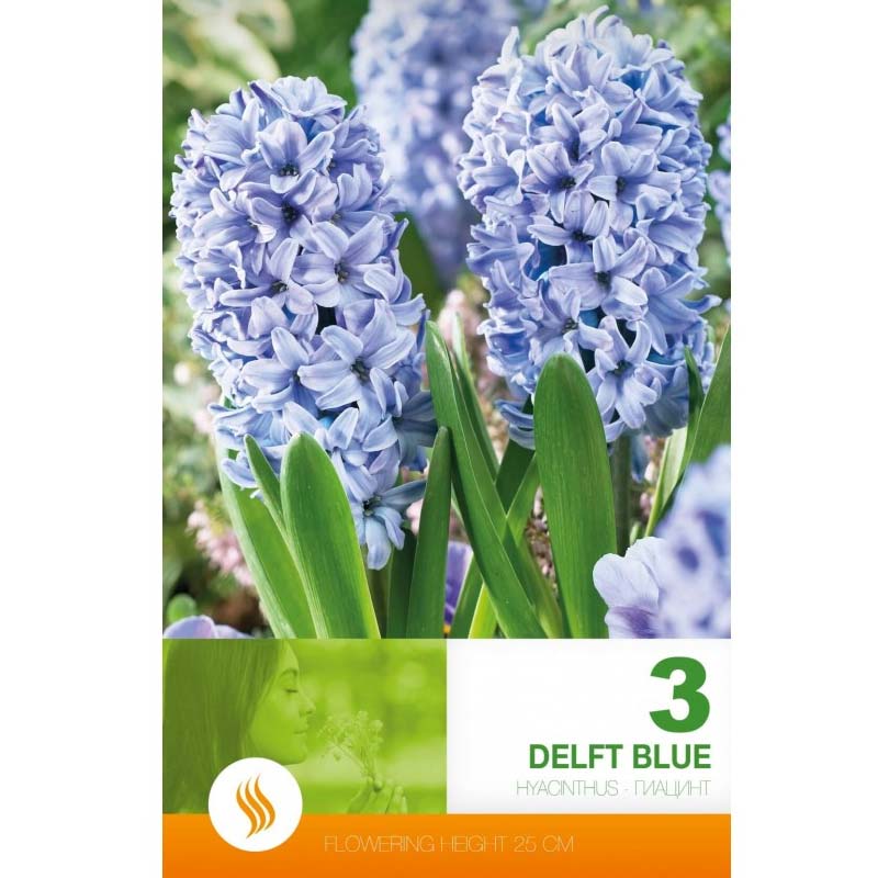Hyacint ’Delft Blue’