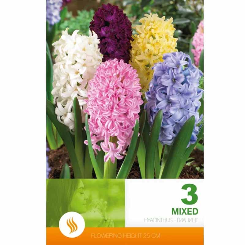 Hyacinth Mix