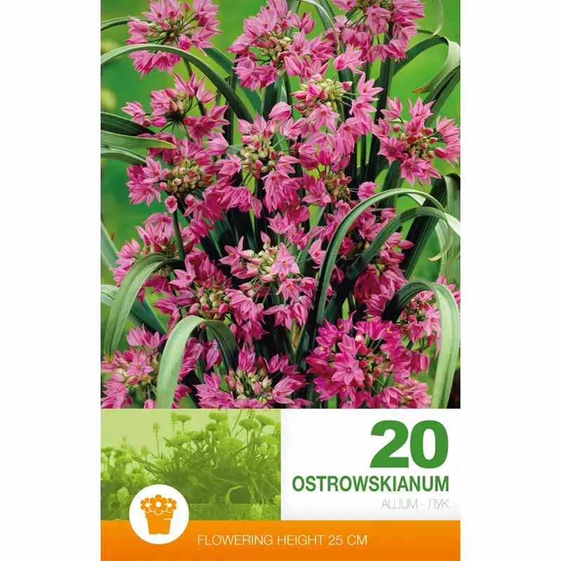 Allium 'Ostrowskianum' (Mountain Garlic)