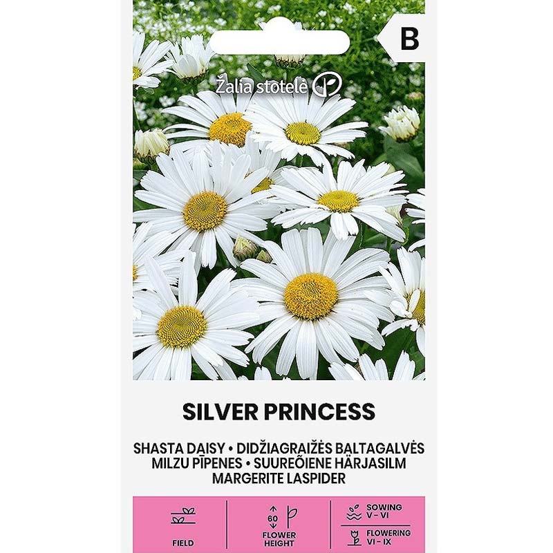 Oxeye Daisy 'Silver Princess'