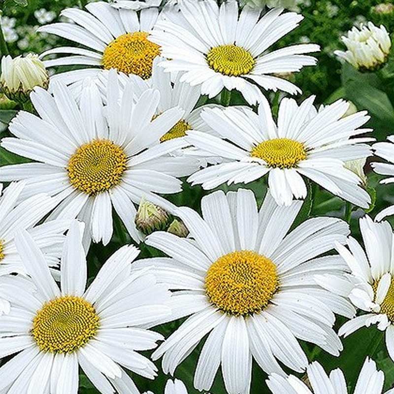Oxeye Daisy 'Silver Princess'