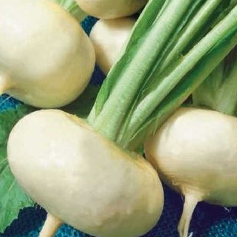 Turnip 'Platte Witte Mei'