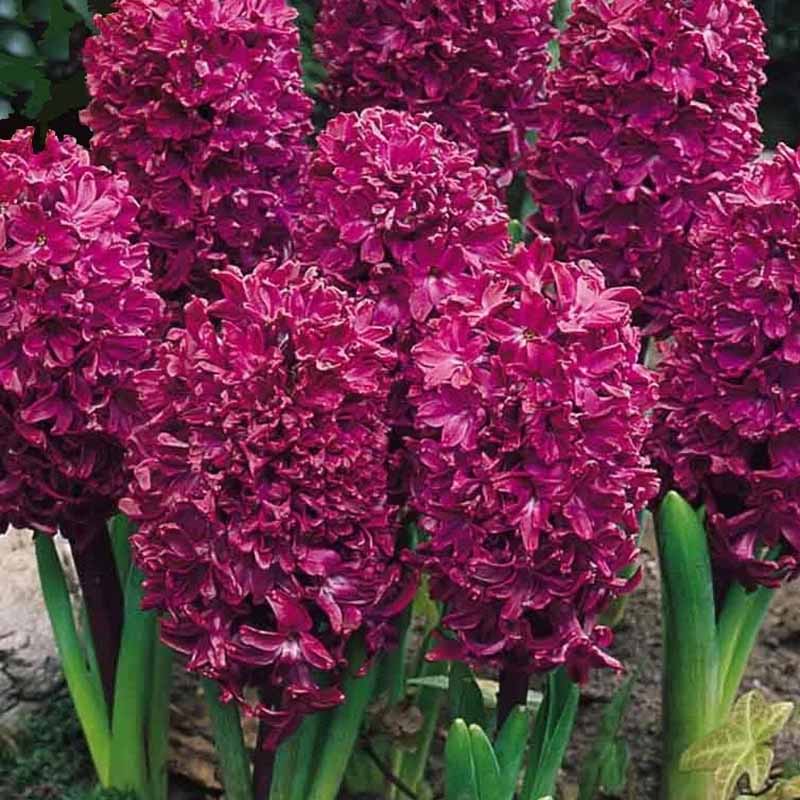 Hyacinth 'Woodstock'