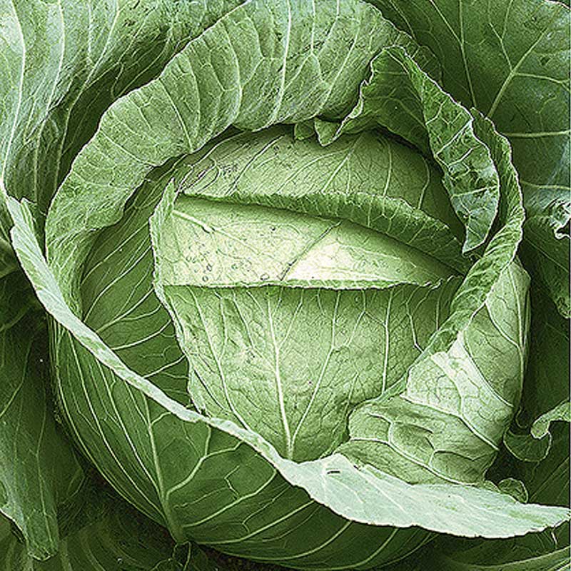 White Cabbage 'Langedijker Bewaar'