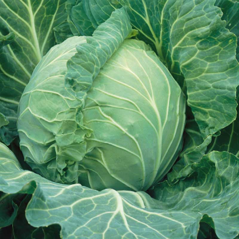 White Cabbage 'Krautman' H