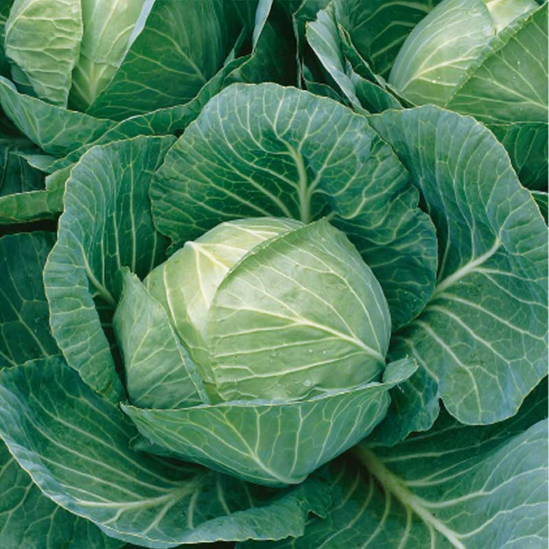 White Cabbage 'Jetma' H