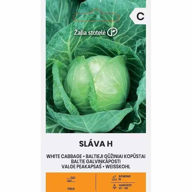 White Cabbage 'Slava' H
