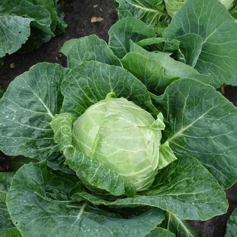 White Cabbage 'Slava' H