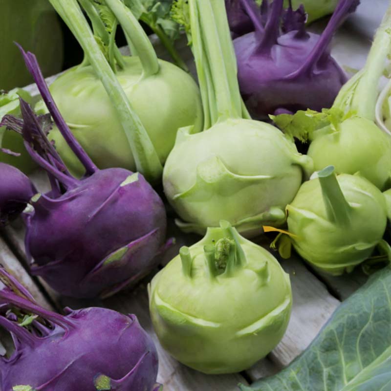 Kohlrabi 'Kartago H & Ametyst H'