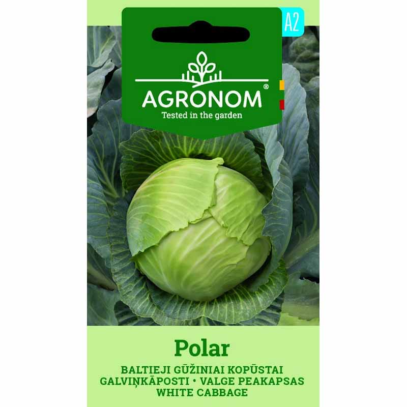 White Cabbage 'Polar'