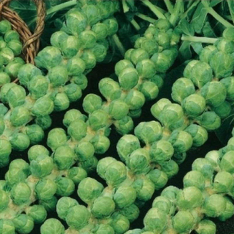 Brussels Sprouts 'Groninger'