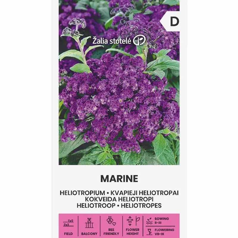 Heliotrope 'Marine'