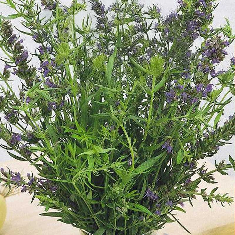 Hyssop