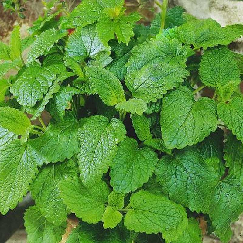 Lemon Balm