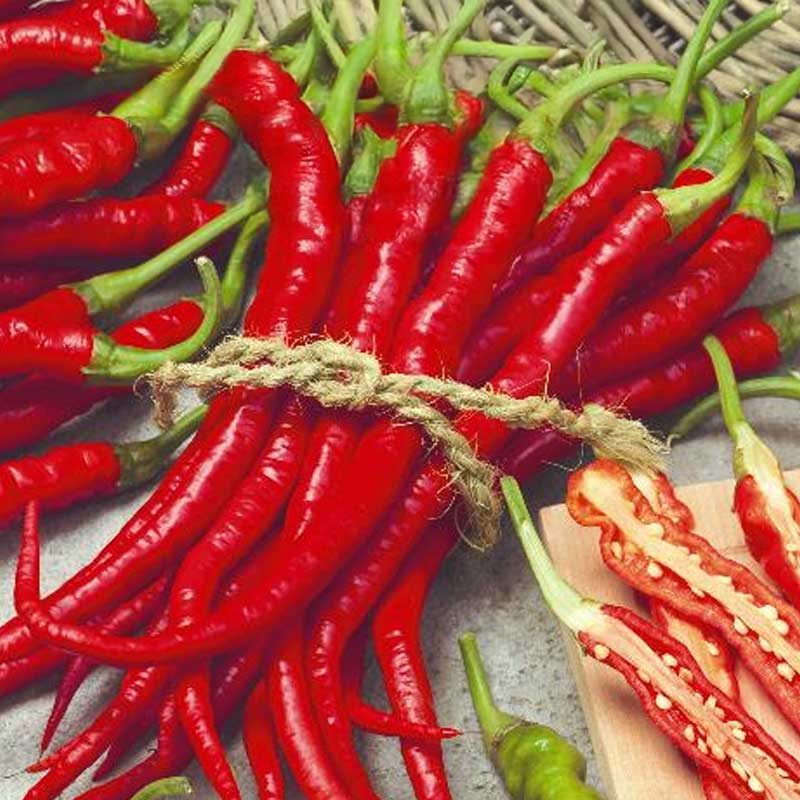 Chili Pepper 'Westlandse lange rode'