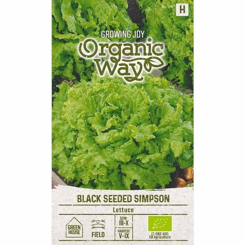 Leaf Lettuce 'Black Seeded Simpson'