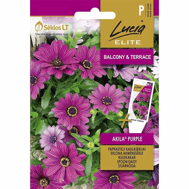 Cape Daisy 'Akila Purple'