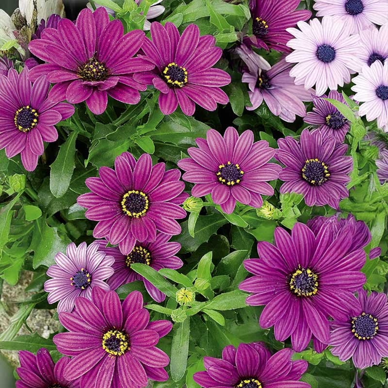 Cape Daisy 'Akila Purple'