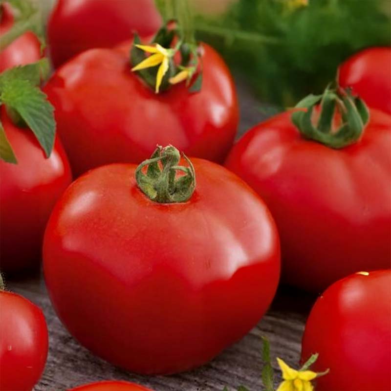 Tomato 'Zofka' H