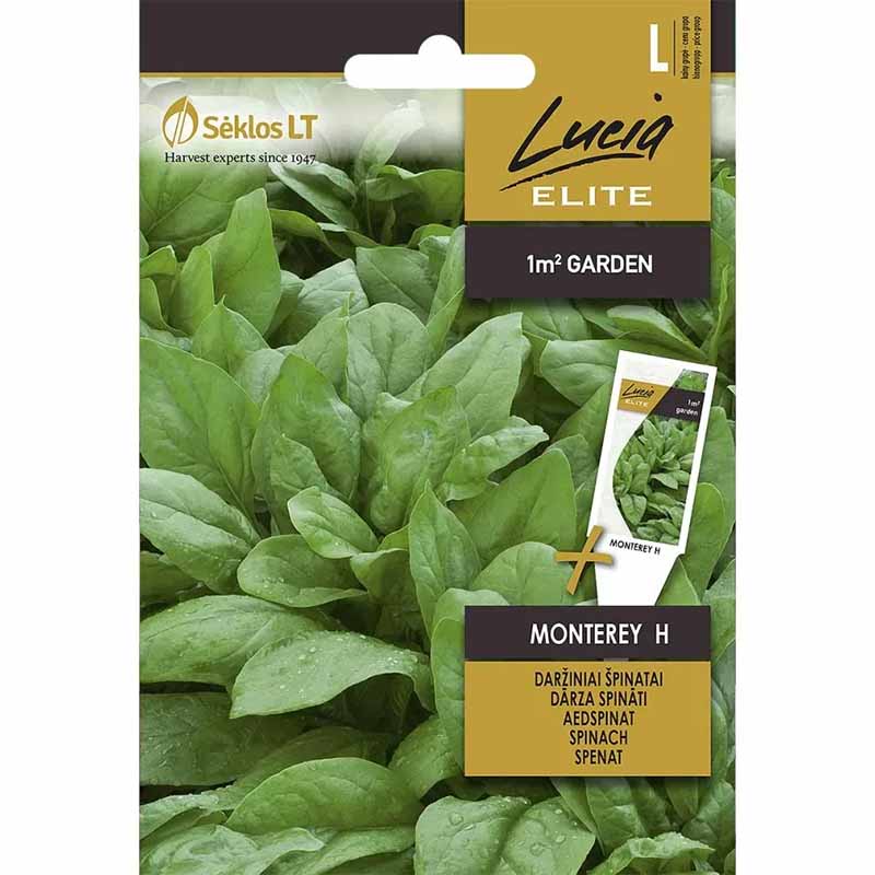 Spinach 'Monterey' H