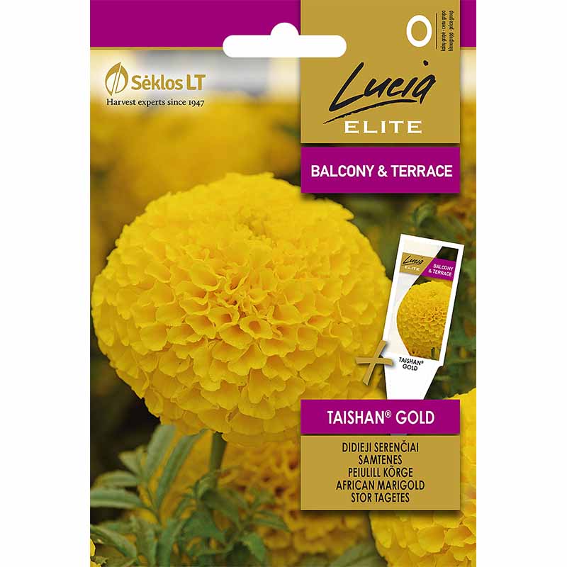 African Marigold 'Taishan® Gold'